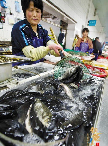 休渔致海鱼青黄不接 淡水鱼销量大增 市场销售图
