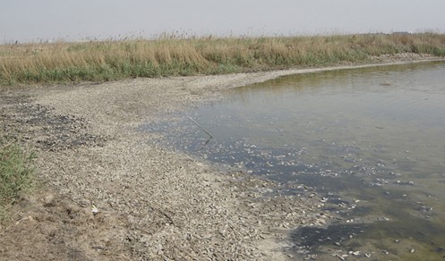 天津北大港湿地死鱼成堆 昔日候鸟乐园环境堪忧 现场图