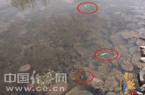 山西安泽：沁河疑遭化工污染致鱼虾大量死亡 组图