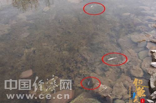 山西安泽：沁河疑遭化工污染致鱼虾大量死亡 组图
