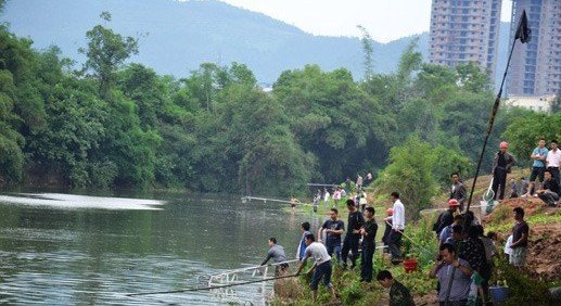 四川 泸县九曲河现大量死鱼 群众下水捕捞  现场图