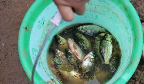 四川 泸县九曲河现大量死鱼 群众下水捕捞 现场图