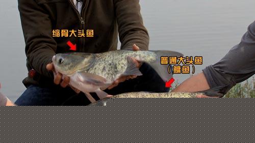 致富经:发现怪鱼的商机之后 杨注根的生财之道