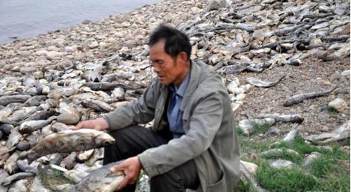 饲料厂老板卖兽药毒死百万尾鱼 养鱼人哭老板躲 图