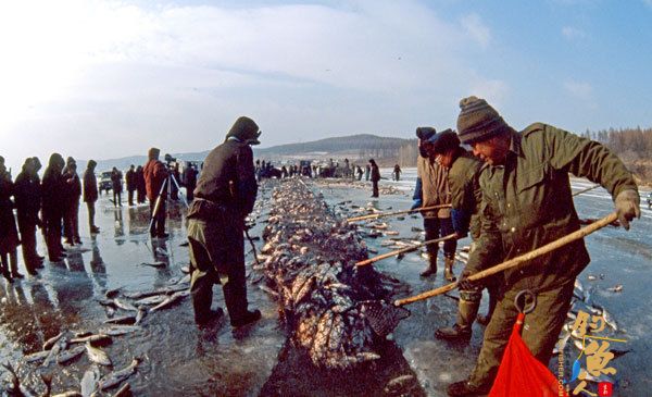 黑龙江牡丹江镜泊湖鱼类定单养殖 俏销全国