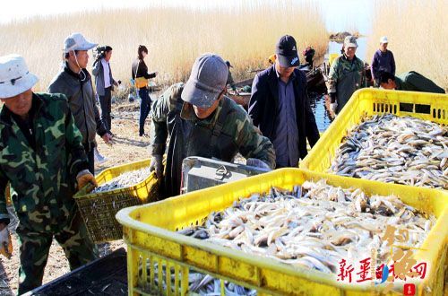 福海县乌伦古湖池沼公鱼生产喜获丰收