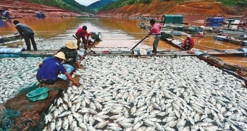 墨江1177吨鱼缺氧死亡 上百人穿梭江中捞死鱼 现场图片 