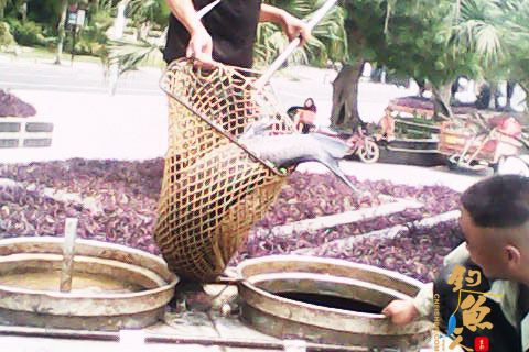 四川眉山：体长近1米 东坡湖清淤捕获罕见大青鱼 图，真相