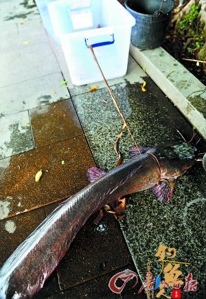 一条1米多长的塘鲺 一米大鱼拴着卖 图