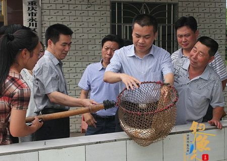 重庆永川区方军区长深入到农业园区渔业养殖基地开展调研 图