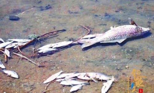 大沽河上漂浮死鱼一公里 附近排污口疑为元凶,相关部门已介入调查