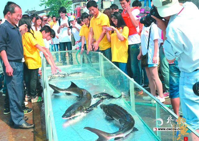 增殖放流中华鲟长江大学青年志愿者与市民一起将一批中华鲟放流长江 生态