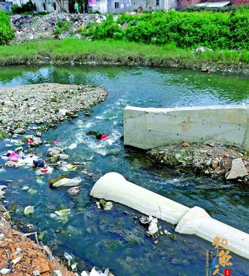 惠州海洋环境形势不容乐观 黄埠排污口水质极差 去年海龟上岸产卵仅两只