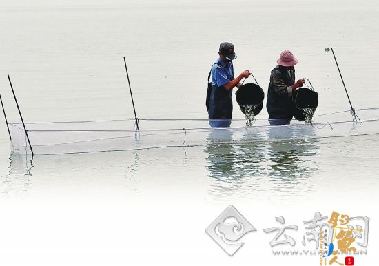 700万尾鱼苗投放滇池 今年是否开湖滇池管理局渔业行政执法处 仍未定 