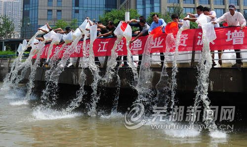 安徽芜湖市政府在滨江公园举行2013年长江鱼类资源增殖放流活动 1811万尾鱼