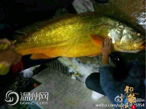 温州惊现30斤“黄鱼王” 微博称价值60万 图
