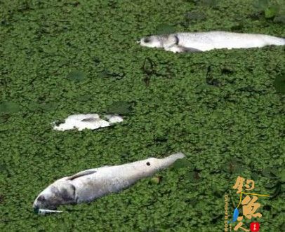 浙江绍兴杭甬大运河遭受污染 数百斤鱼类死亡,现场恶臭 图