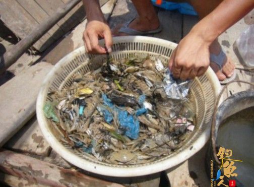 浙江乐清湾重大污染频发鱼虾死亡 近海捕鱼似大海捞针