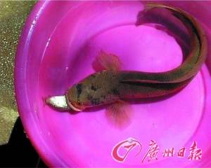 “怪鱼”有舌头还会变色  专家认定这条怪鱼为“月鳢”