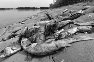 团结水库3天捞出10多万斤死鱼 水库方面称：水质没问题