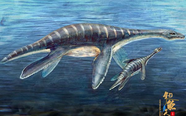 澳大利亚发现大型淡水蛇颈龙化石 复原图