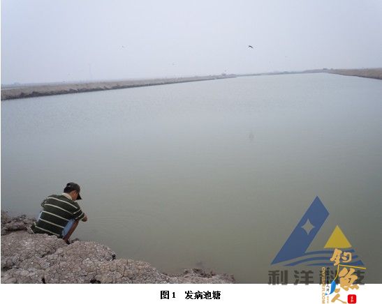 血卵涡鞭虫感染引起三疣梭子蟹死亡一例 全面组图