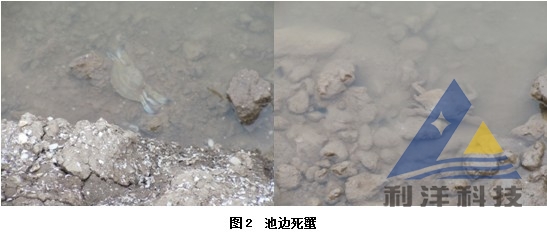 血卵涡鞭虫感染引起三疣梭子蟹死亡一例 全面组图