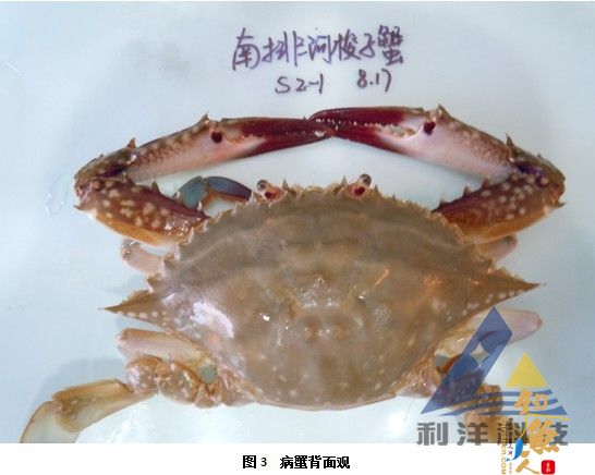 血卵涡鞭虫感染引起三疣梭子蟹死亡一例 全面组图