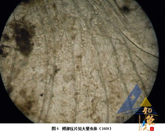 血卵涡鞭虫感染引起三疣梭子蟹死亡一例 全面组图