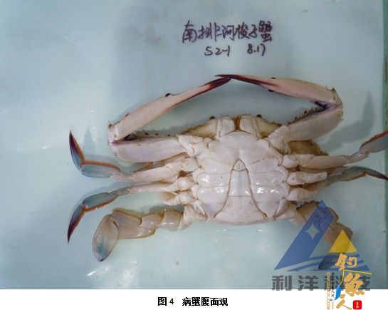 血卵涡鞭虫感染引起三疣梭子蟹死亡一例 全面组图