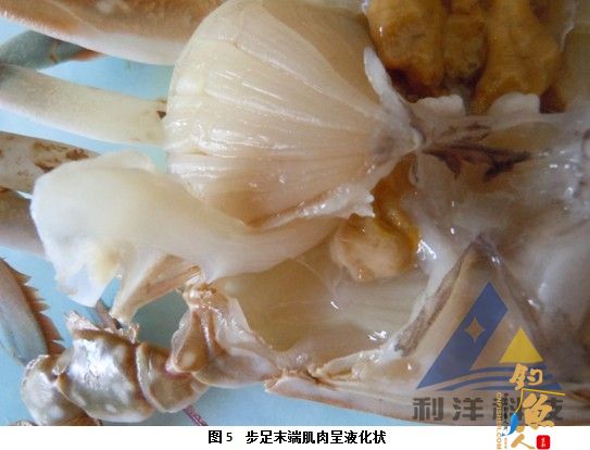 血卵涡鞭虫感染引起三疣梭子蟹死亡一例 全面组图