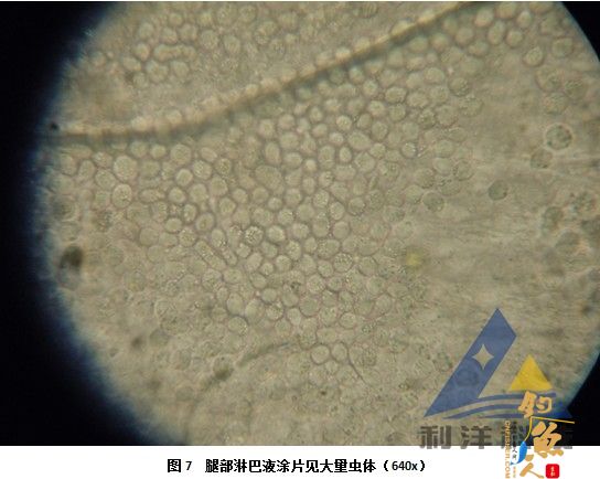 血卵涡鞭虫感染引起三疣梭子蟹死亡一例 全面组图
