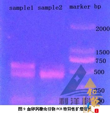 血卵涡鞭虫感染引起三疣梭子蟹死亡一例 全面组图