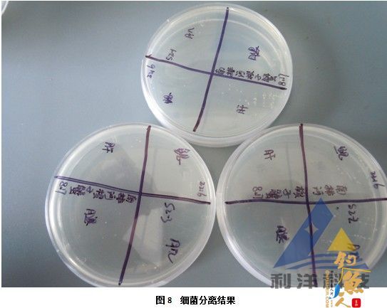 血卵涡鞭虫感染引起三疣梭子蟹死亡一例 全面组图