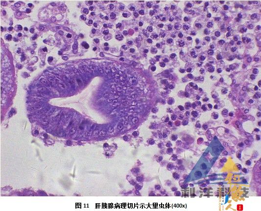 血卵涡鞭虫感染引起三疣梭子蟹死亡一例 全面组图