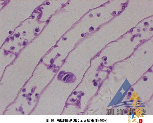 血卵涡鞭虫感染引起三疣梭子蟹死亡一例 全面组图