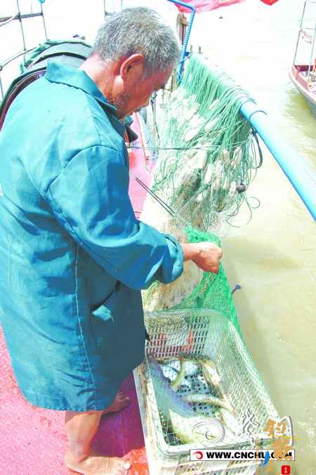 江鱼资源十多年来日渐匮乏 渔民捕捞鱼太小 组图