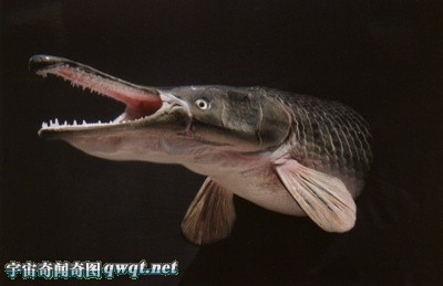 全球十大存活至今的史前怪异鱼类 龙鱼、塞内加尔多鳍鱼组图