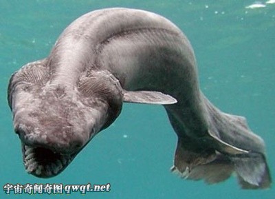 全球十大存活至今的史前怪异鱼类 龙鱼、塞内加尔多鳍鱼组图