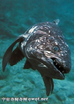 全球十大存活至今的史前怪异鱼类 龙鱼、塞内加尔多鳍鱼组图