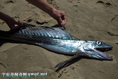 全球十大存活至今的史前怪异鱼类 龙鱼、塞内加尔多鳍鱼组图