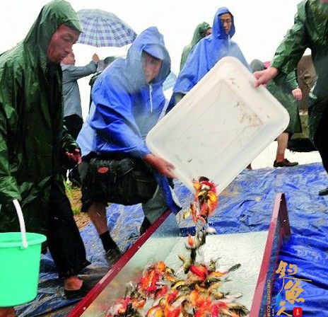 陕西宝鸡:10万尾鱼苗游入渭河 组图