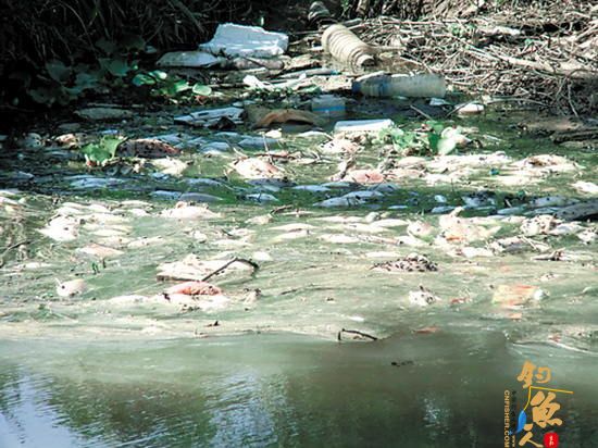 广东南海一男子趁夜偷排六吨污水 千余亩鱼塘损失惨重 现场图
