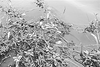 关注“淮河水殇沈丘一年癌症死亡近两千人 组图