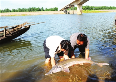 湖北咸宁嘉鱼县：中华鲟误入鱼网 及时抢救获放生 组图