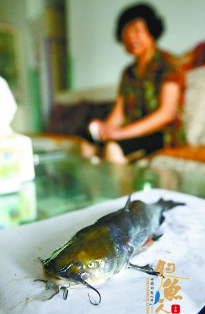 重庆一女子超市买怪鱼 专家称：是基因变异黄腊丁  组图