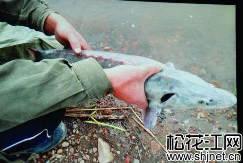 舒兰一村民捞起一条怪鱼 尾巴翘起如鲨鱼 组图