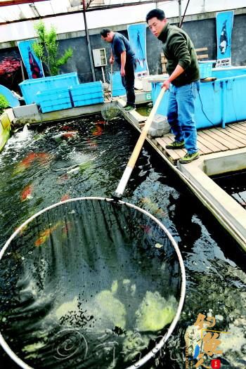 山东章丘锦鲤池里淘金 图