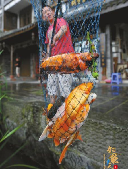 绿化工人操作失误造成都江堰古城万条锦鲤被毒死 图