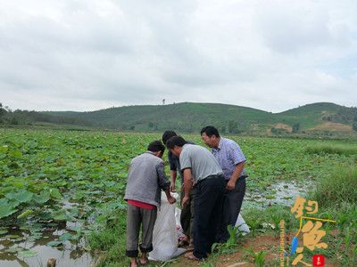 云南砚山县渔业站在开展“四群”教育工作 及时组织鱼苗投放